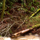 Downed trees and rising waters.